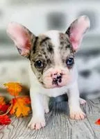 Fiona Female Frenchton