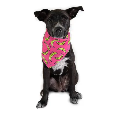 Small Dog Bandanas