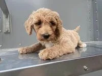 Peaches Female Moyen Poodle