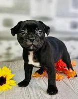 Lance Male Frenchton