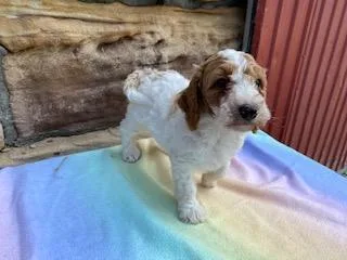 Tony Male Moyen Poodle