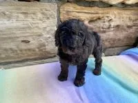 Maize Female Moyen Poodle