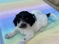 Pepper Female Moyen Poodle