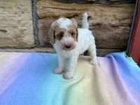 Josie Female Moyen Poodle