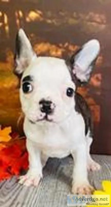 Quinton Male Frenchton