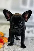 Pebbles Female Frenchton