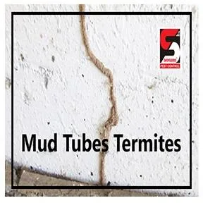 Pest Control Services in Lower Parel - Sadguru Pest Control