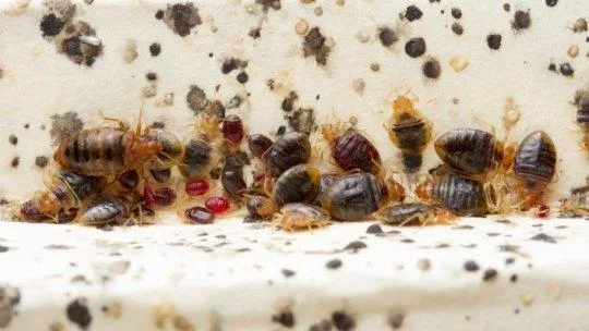 Pest Control Services in Borivali - Sadguru Pest Control