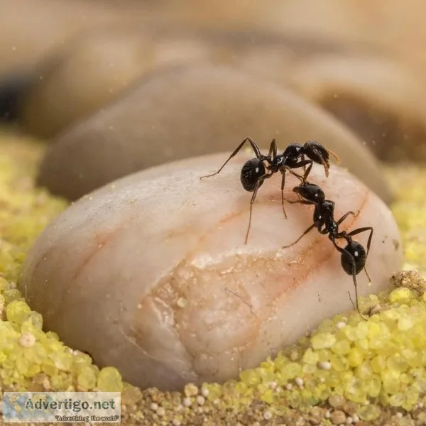 Pest Control Near me &ndash Sadguru Pest Control