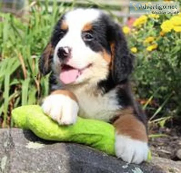 Charlie Male AKC Bernese Mountain Dog