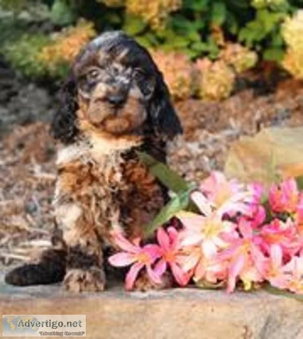 Ursula Female Cavapoo