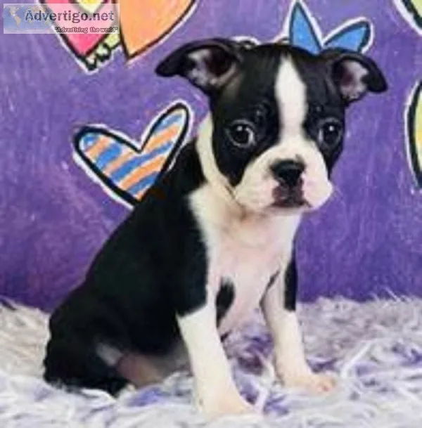 Little Bit Female AKC Boston Terrier