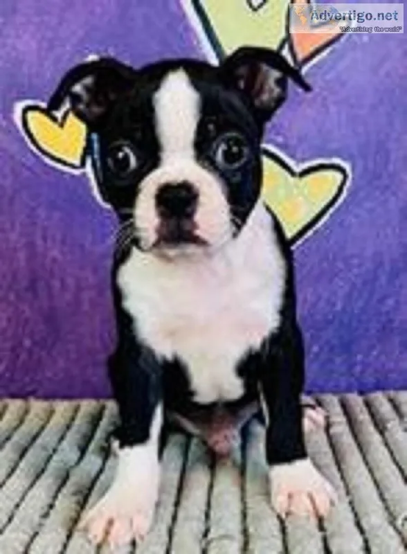 Bruno Male AKC Boston Terrier