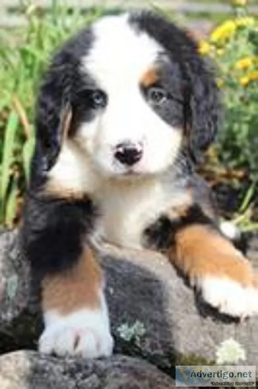 Knight Male AKC Bernese Mountain Dog