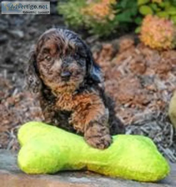 Jaffar Male Cavapoo