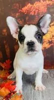 Macy Female Frenchton