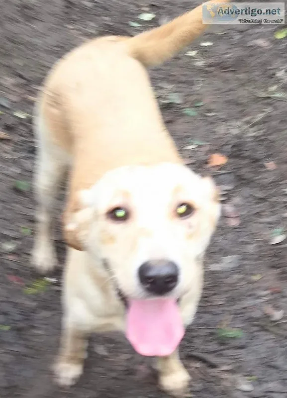 Labrador Retriever female