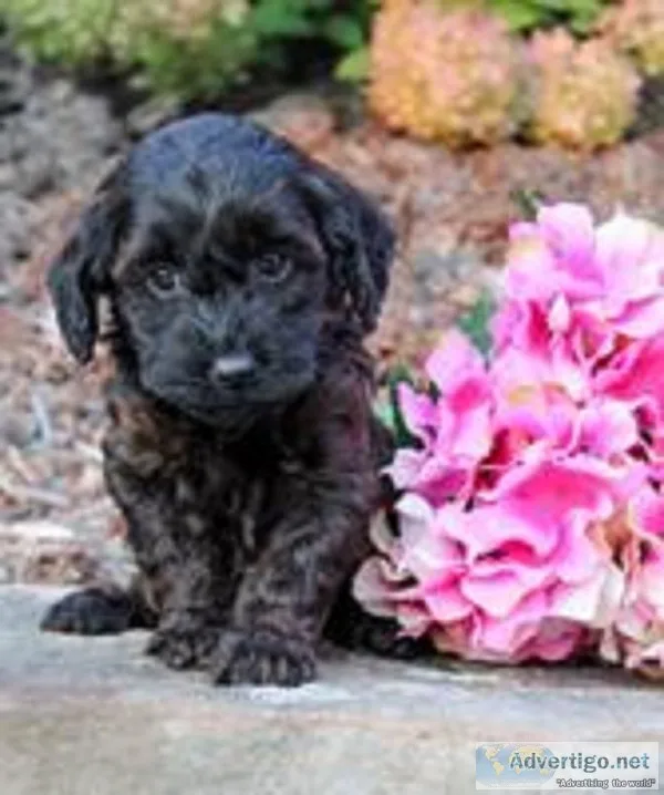 Yzma Female Cavapoo