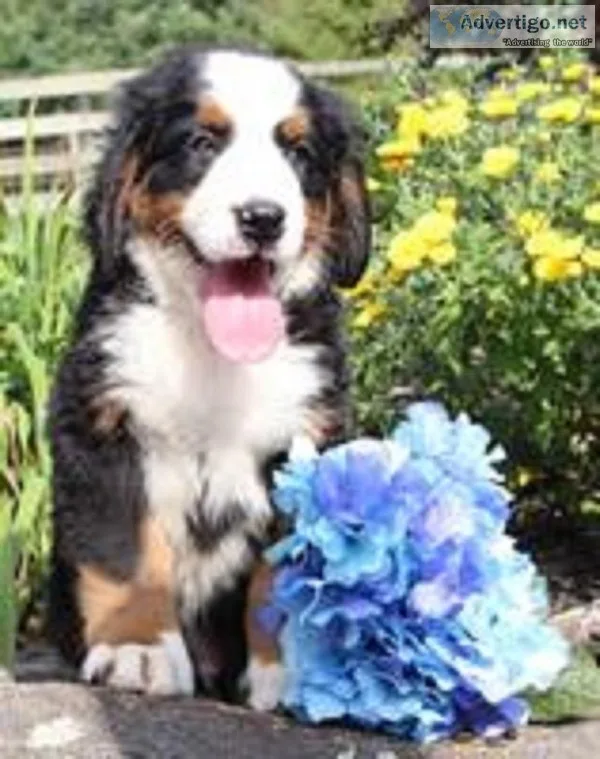 Bob Male AKC Bernese Mountain Dog