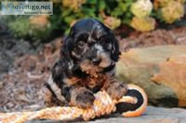 Cruella Female Cavapoo