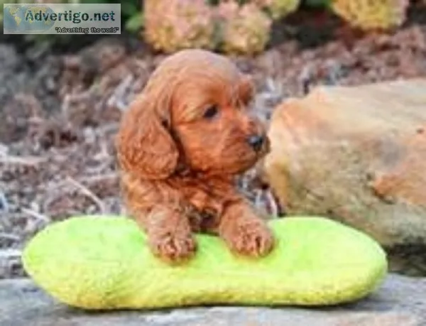 Gaston Male Cavapoo