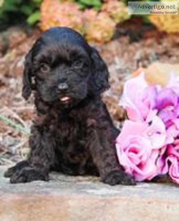 Maleficent Female Cavapoo