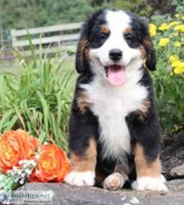 Randy Male AKC Bernese Mountain Dog