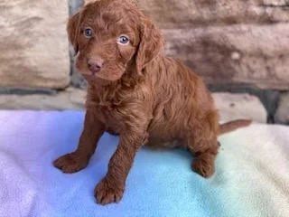 Phoebe Female F1B Mini Goldendoodle