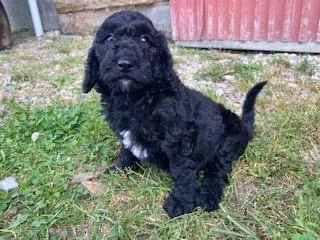 Jade Female Standard Poodle