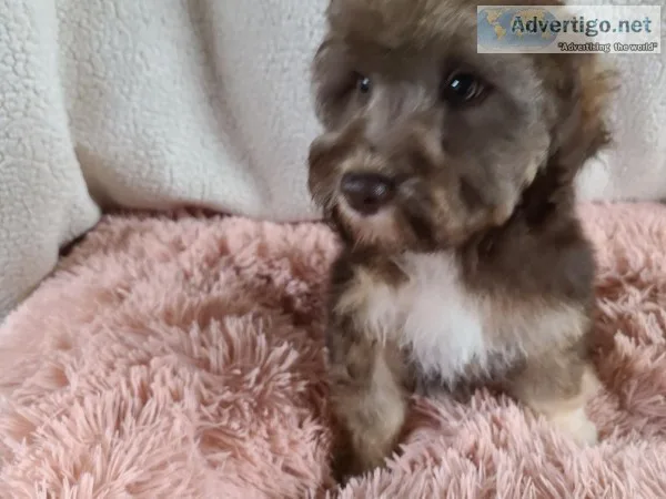 Jessie Female Schnoodle