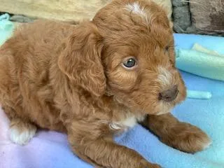 Mindy Female Moyen Poodle