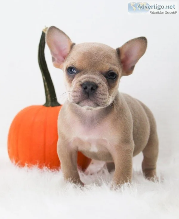 Gabe AKC Male French Bulldog