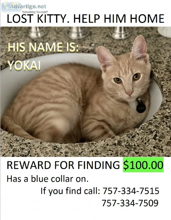 Lost cat