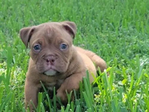 Ukc american bully