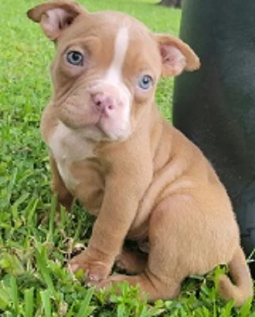 Ukc american bully