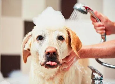 Best Mobile pet grooming in OKC USA.