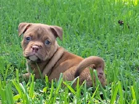 Ukc american bully