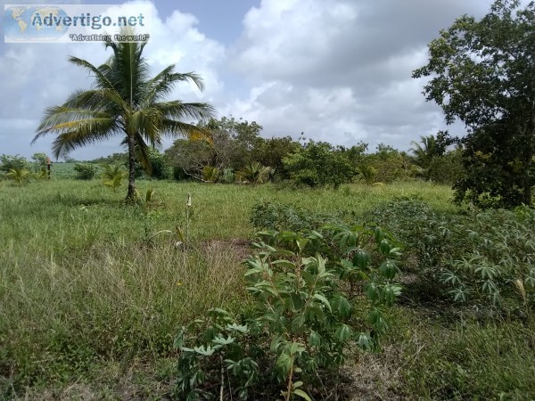 Small Farm Valley of Peace belize