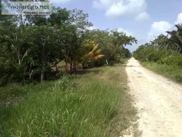 Small Farm Valley of Peace belize