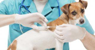 Mississauga Veterinary Hospital  Millcreek Veterinary Clinic