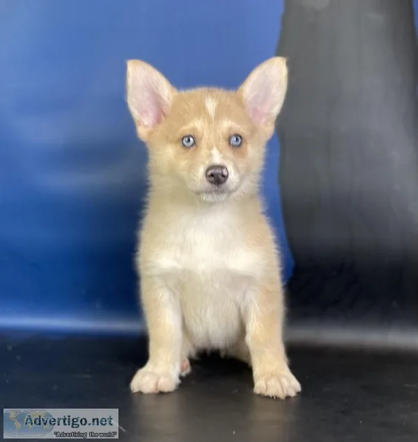Sanny Male Corgi Mix