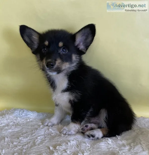 Mickey Male Corgi Mix
