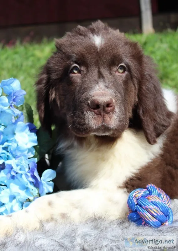 Chip Male AKC Newfoundland