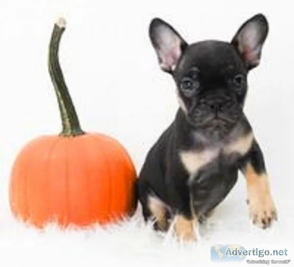 Monica Female AKC French Bulldog