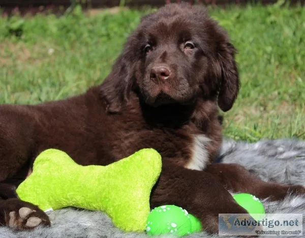 Hershey Male AKC Newfoundland