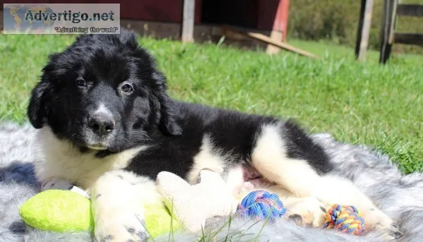 Oreo Male AKC Newfoundland