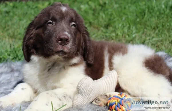 Kit Male AKC Newfoundland