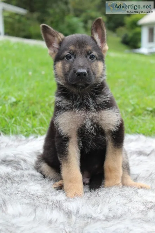 Robert Male AKC German Shepherd