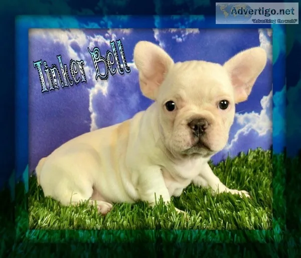 Tinker Bell Female Frenchton
