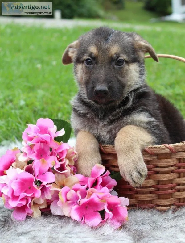 Rhonda Female AKC German Shepherd